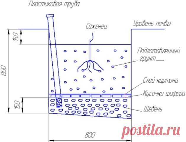 shema-posadki-sazhenca-vinogrady.jpg (629×480)