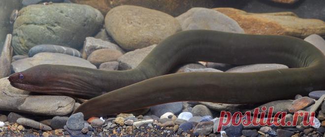 Мурена Гадеса: кто это и что в ней особенного