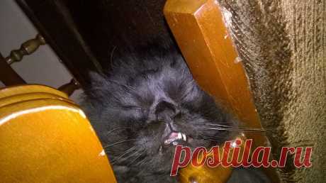 кот-Бегемот