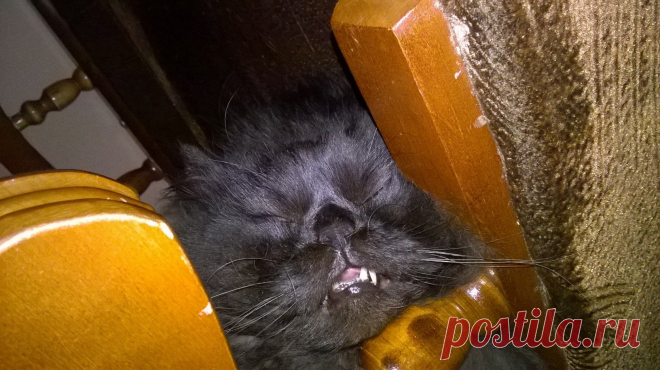 кот-Бегемот