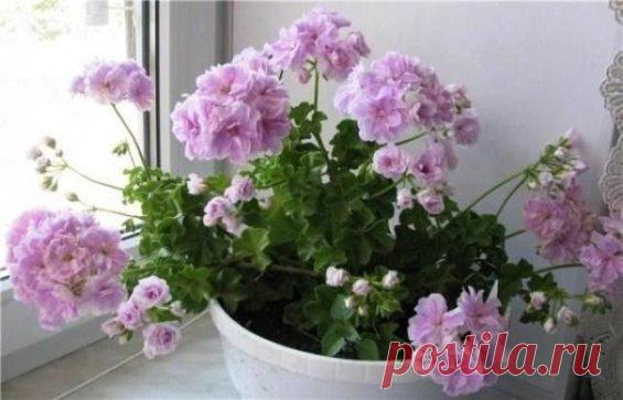 СЕКРЕТЫ ПЫШНОГО ЦВЕТЕНИЯ ГЕРАНИ
А можно каждый год обновлять герань, пересаживая из нового черенка, как делали еще в старину наши прабабушки. Для размножения герани подходят верхушечные черенки длиной примерно 7 см с 3-5-ю листами. Черенки нарезаем, делая косой срез под почкой, нижнюю пару листьев обрываем, подсушиваем срез и место обрыва листьев в течение 2-3 часов, чтобы срез затянулся плёночкой, и сажаем сразу в подготовленные горшки с грунтом, слегка поливаем. Чтобы образовался пышный кусти