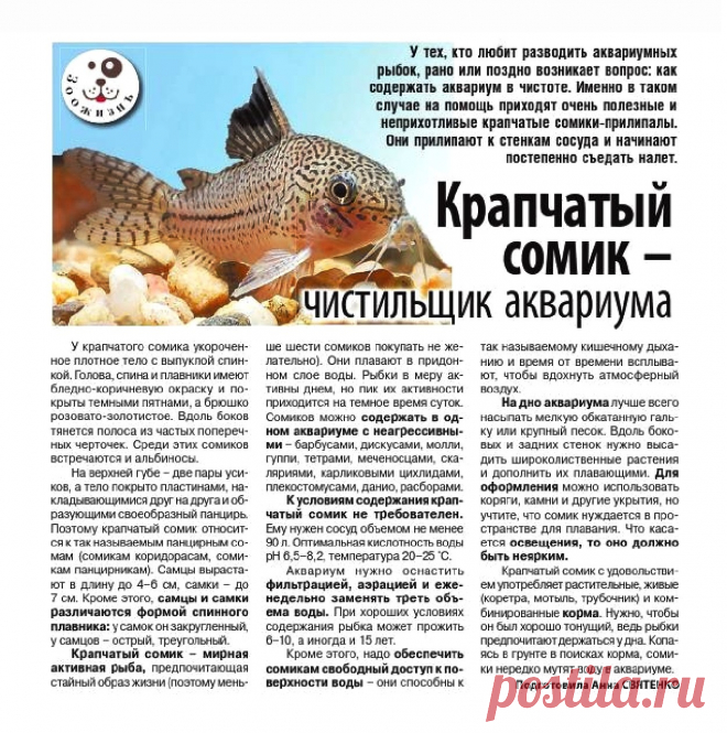 Крапчатый сомик - чистильщик аквариума