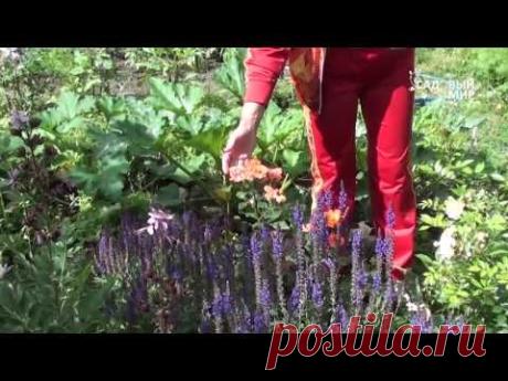 ▶ Как сажать розы из коробки. Сайт "Садовый мир" - YouTube