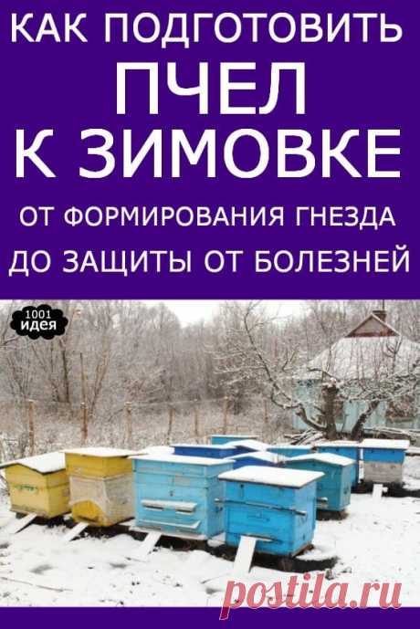 Как подготовить пчел к зимовке: от формирования гнезда до защиты от болезней | Тысяча и одна идея