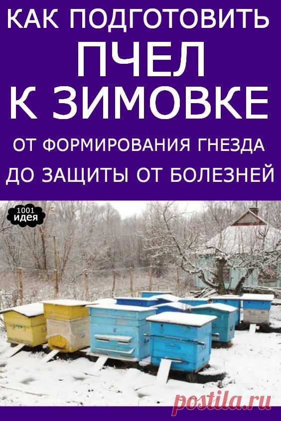 Как подготовить пчел к зимовке: от формирования гнезда до защиты от болезней | Тысяча и одна идея