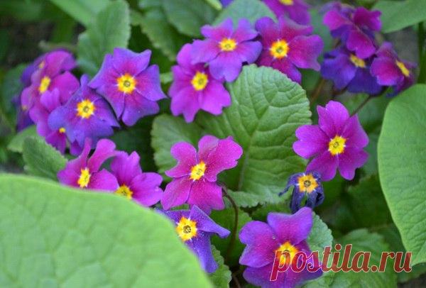 Примула садовая — самый известный первоцвет! | 6 соток