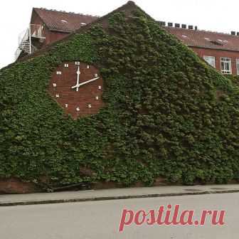 Дикий виноград на стене гоститаля университета г. Орхус, 23 май 2017 .  Parthenocissus on the wall of the University hospital, Nørrebrogade, Aarhus Universityhospital, Denmark. 23 Maj 2017.
