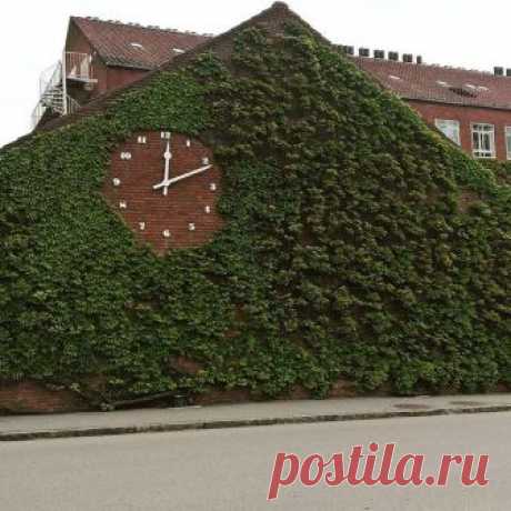 Дикий виноград на стене гоститаля университета г. Орхус, 23 май 2017 .  Parthenocissus on the wall of the University hospital, Nørrebrogade, Aarhus Universityhospital, Denmark. 23 Maj 2017.