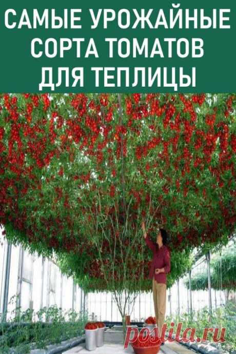 Самые урожайные сорта томатов для теплицы