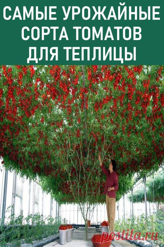 Самые урожайные сорта томатов для теплицы
