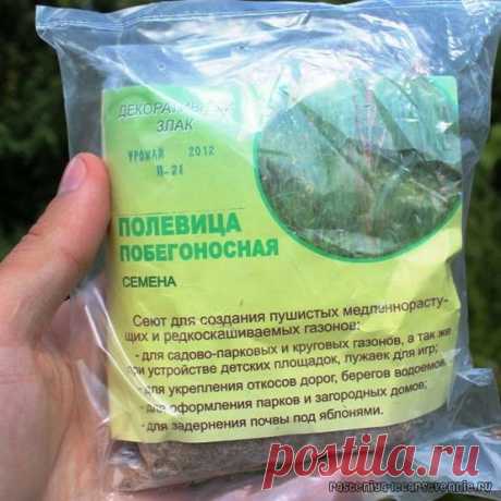 Полевица побегоносная: фото, отзывы дачников » Популярно о здоровье