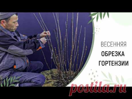 ВЕСЕННЯЯ ОБРЕЗКА ГОРТЕНЗИИ | ПИТОМНИК ЛЕСКОВО