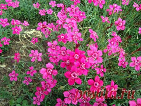 Гвоздика травянка — выращивание из семян своими руками
