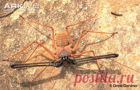 arkive animals - Поиск в Google