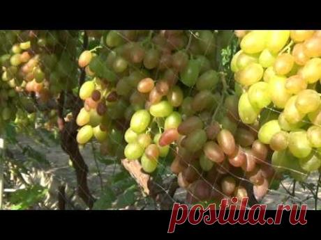 Преображение, Виктор, ЮНЧ на 27 07 2016