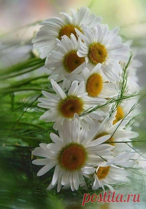 Найдено на сайте carasposa.tumblr.com.