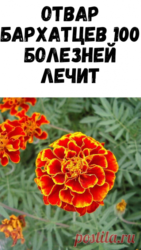 Отвар бархатцев 100 болезней лечит - Я узнаю