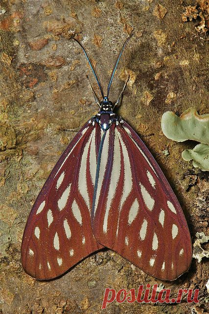 233.Гусеницы и бабочки.9.Caterpillars and butterflies. - a gallery on Flickr
