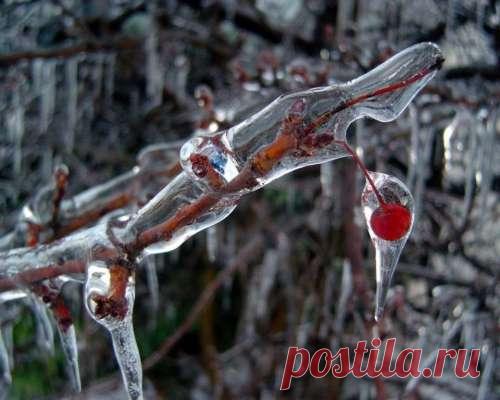 Что делать, если ледяной дождь повредил деревья, как ликвидировать последствия — Д а ч а