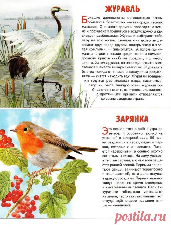 ПЕРЕЛЕТНЫЕ ПТИЦЫ. Наглядно-дидактическое пособие.