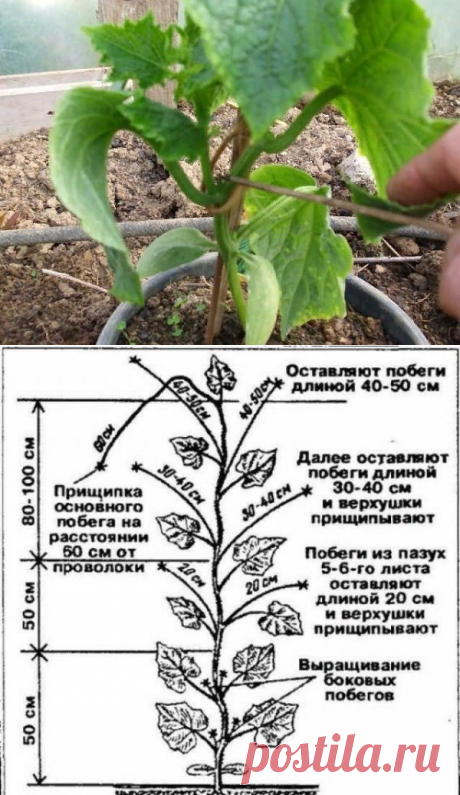 Нужно ли вообще прищипывать огурцы? | 6 соток