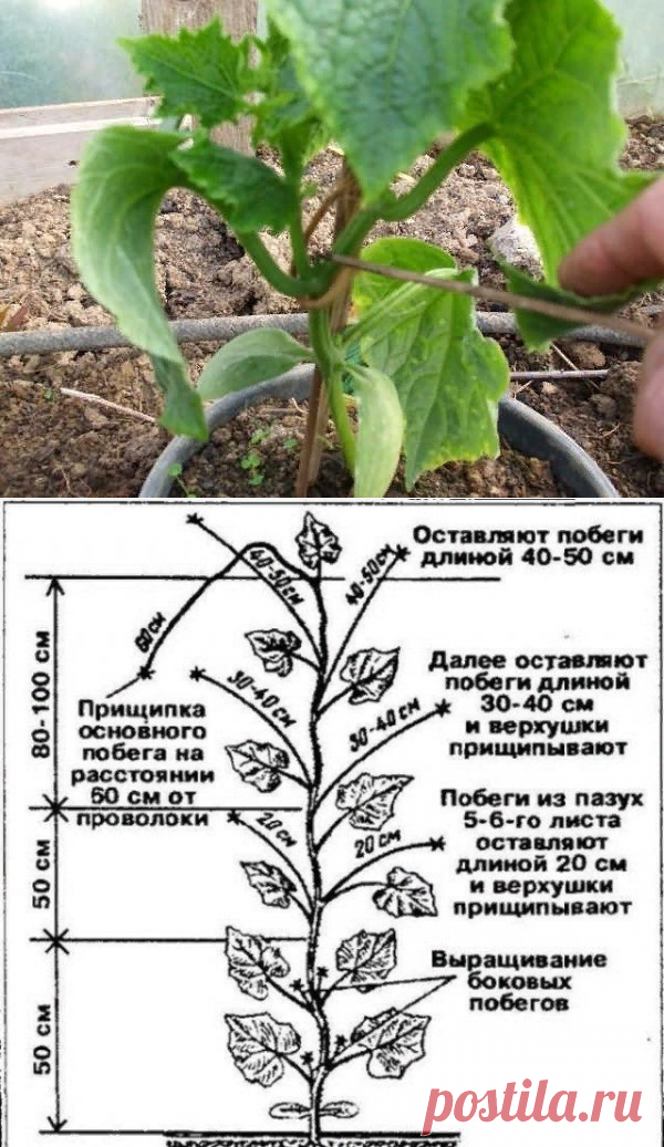 Нужно ли вообще прищипывать огурцы? | 6 соток