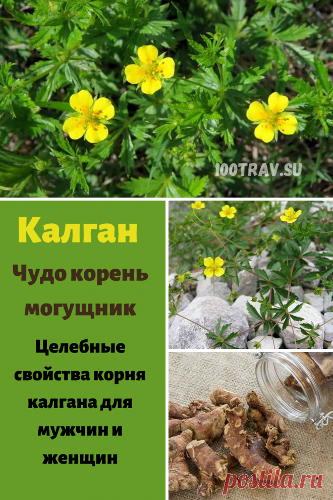 Лекарственное растение калган оказывает противовоспалительное, вяжущее, бактерицидное, кровоостанавливающее действия. Поэтому его широко используют для лечения метеоризма, энтероколита, гастрита, язвенной болезни, желудочных, кишечных и маточных кровотечений, цистита, дизентерии и диареи.