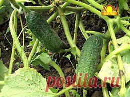 БОЛЕЗНИ ОГУРЦОВ Садоводство. Вопросы и ответы онлайн