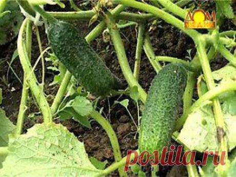 БОЛЕЗНИ ОГУРЦОВ Садоводство. Вопросы и ответы онлайн