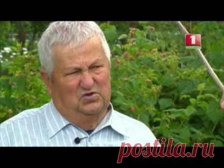 Как избавиться от сорняков? Дача.