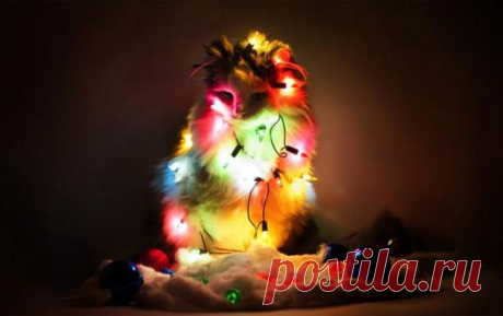 20 животных, которые не дадут заскучать хозяевам в Новый год