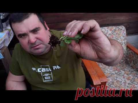 Как черенковать петунию и укоренять.