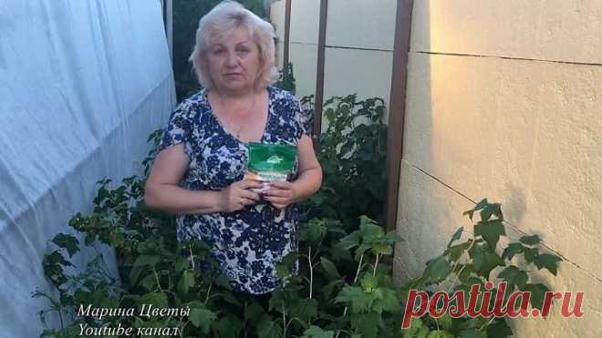 Лучшая подкормка смородины , малины , крыжовника .