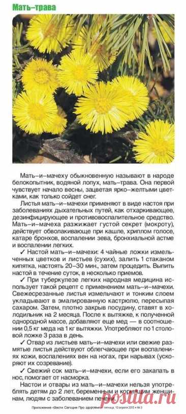 Мать-и-мачеха