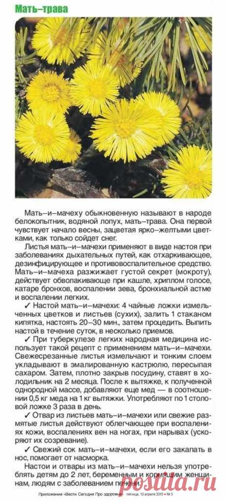 Мать-и-мачеха