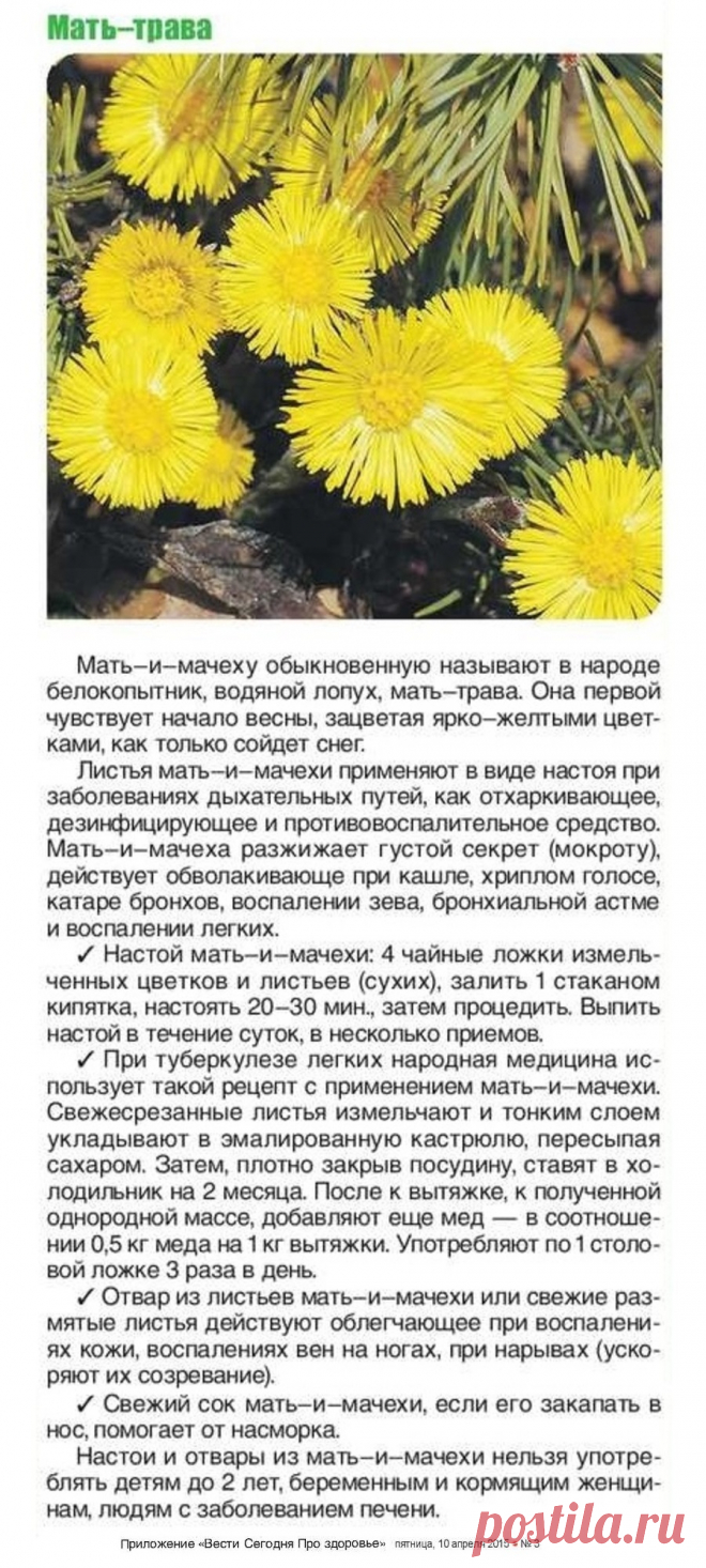 Мать-и-мачеха