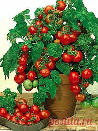 Помидоры на подоконнике.