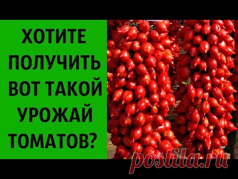 ПРОВЕРЕНО!  ВЫ УВЕЛИЧИТЕ СВОЙ УРОЖАЙ В НЕСКОЛЬКО РАЗ, ПОЛИВАЯ ТОЛЬКО ЭТИМ СРЕДСТВОМ