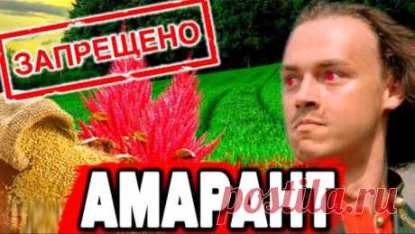 ЗАЧЕМ ПЁТР 1 ЖЕСТОКО ЗАПРЕТИЛ АМАРАНТ - НАСТОЯЩИЙ ХЛЕБ СЛАВЯН