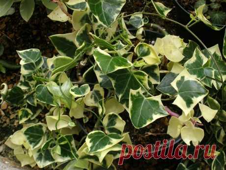 Крестовник крупноязычковый (Senecio macroglossus:) все о суккуленте