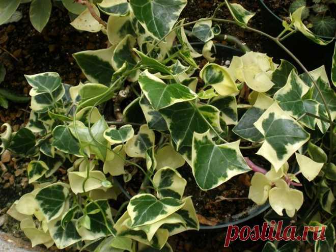 Крестовник крупноязычковый (Senecio macroglossus:) все о суккуленте