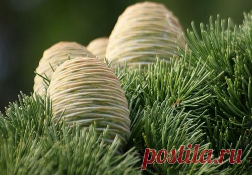 Как вырастить кедр из орешка &#8212; Сияние Жизни