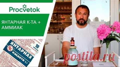 Янтарная кислота для подкормки растений. Готовим усиленный раствор!