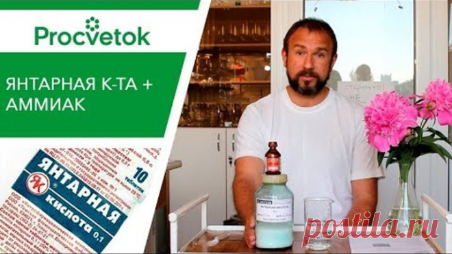 Янтарная кислота для подкормки растений. Готовим усиленный раствор!