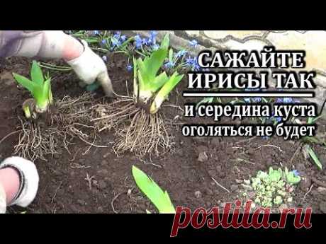 как сажать ирисы