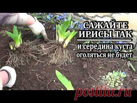 как сажать ирисы