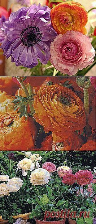 Ранункулюс – садовый лютик | Наш уютный дом