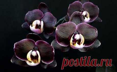 Orchidea Info - Орхидеи-инфо