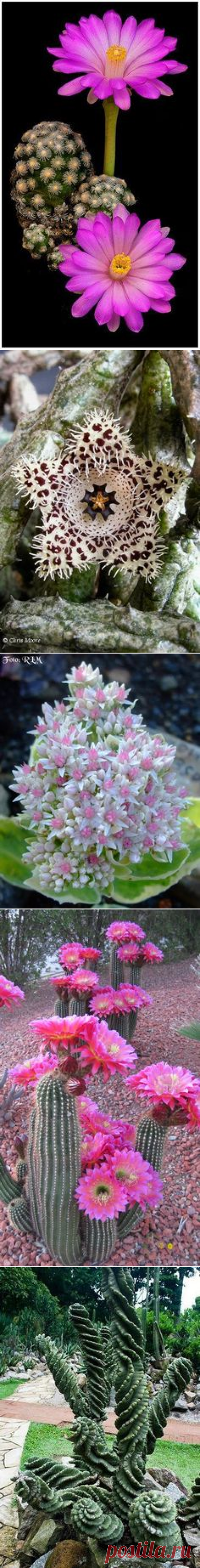 (59) Pinterest • Всемирный каталог идей