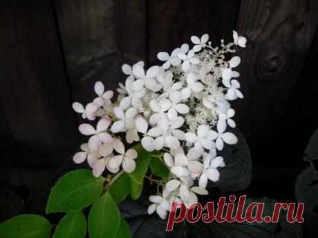 Декоративные кустарники для дачи: 9 самых популярных кустарников